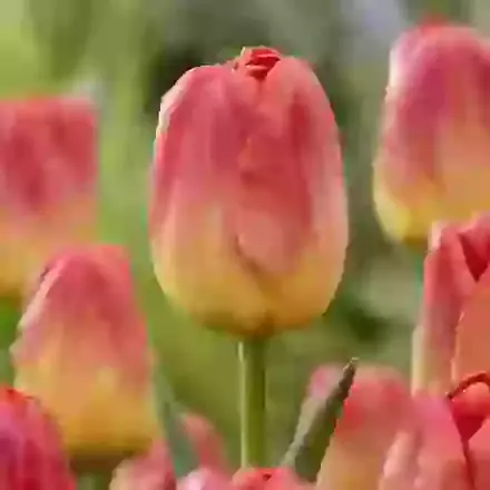 Color Charm